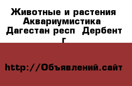 Животные и растения Аквариумистика. Дагестан респ.,Дербент г.